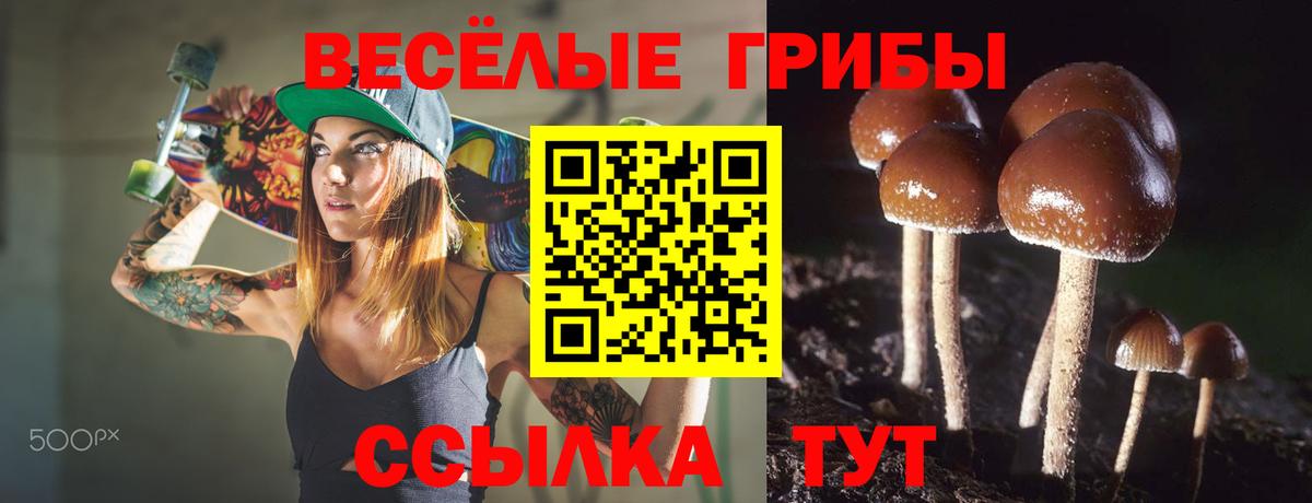 Псилоцибиновые грибы мицелий Заводоуковск